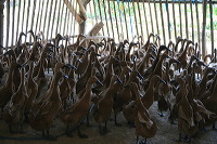 duck-farm-sidoarjo-01