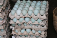 duck-farm-sidoarjo-02
