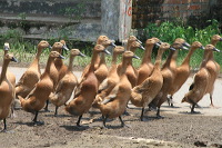 duck-farm-sidoarjo-04