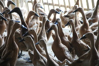 duck-farm-sidoarjo-06