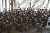 duck-farm-sidoarjo-08