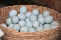duck-farm-sidoarjo-10