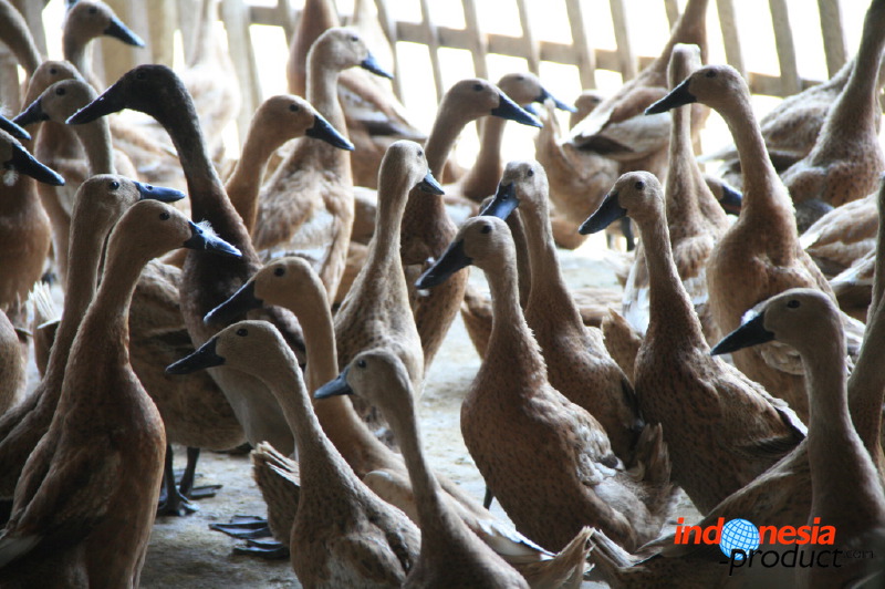 duck-farm-sidoarjo-06.jpg