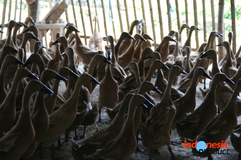 duck-farm-sidoarjo-30.jpg