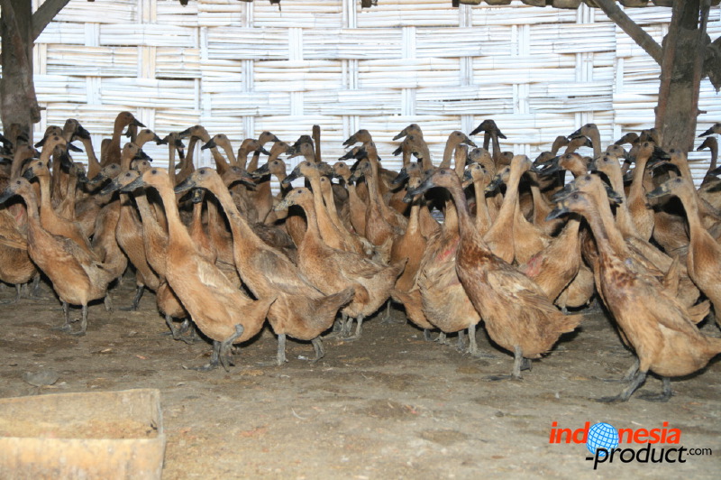 duck-farm-sidoarjo-31.jpg