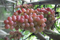 grape-plantation-pr_1f878e8