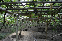 grape-plantation-pr_1f878f0