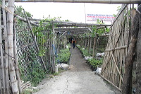grape-plantation-pr_1f878f4