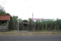 grape-plantation-pr_1f878f6