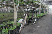 grape-plantation-pr_1f878fa