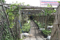 grape-plantation-pr_1f87924
