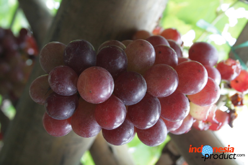 grape-plantation-pr_1f878ed.jpg