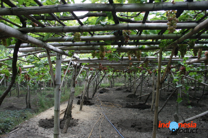 grape-plantation-pr_1f878f0.jpg