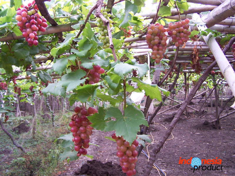 grape-plantation-pr_1f878f3.jpg