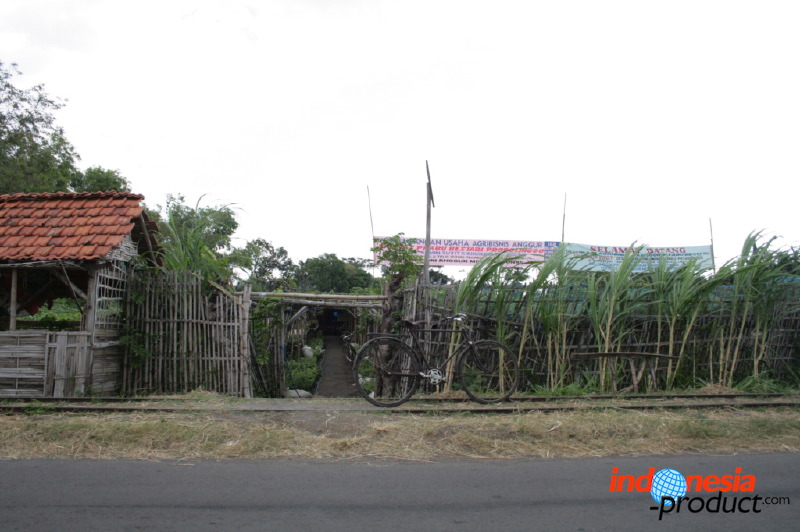 grape-plantation-pr_1f878f6.jpg