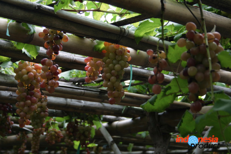 grape-plantation-pr_1f878f8.jpg