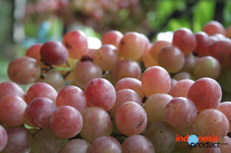 grape-plantation-pr_1f878f9.jpg