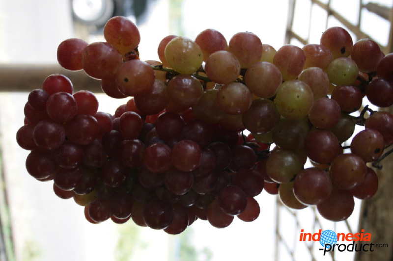 grape-plantation-pr_1f878fd.jpg