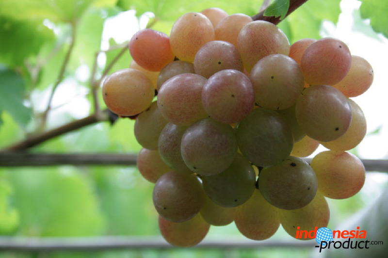 grape-plantation-pr_1f87900.jpg