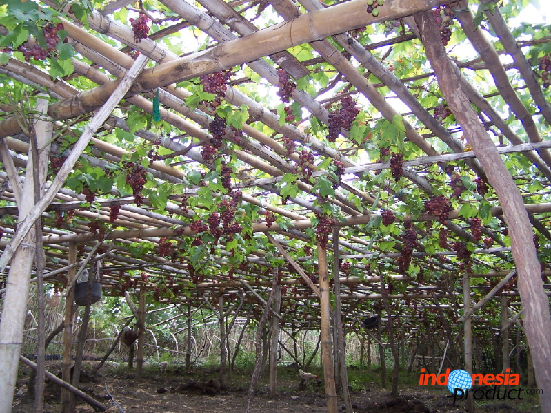 grape-plantation-pr_1f87903.jpg