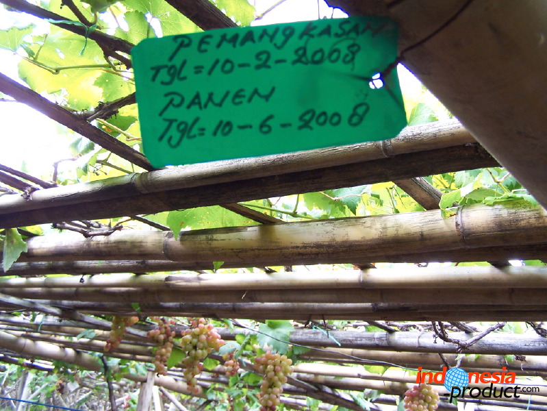 grape-plantation-pr_1f87904.jpg