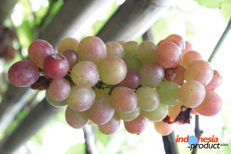 grape-plantation-pr_1f8790d.jpg