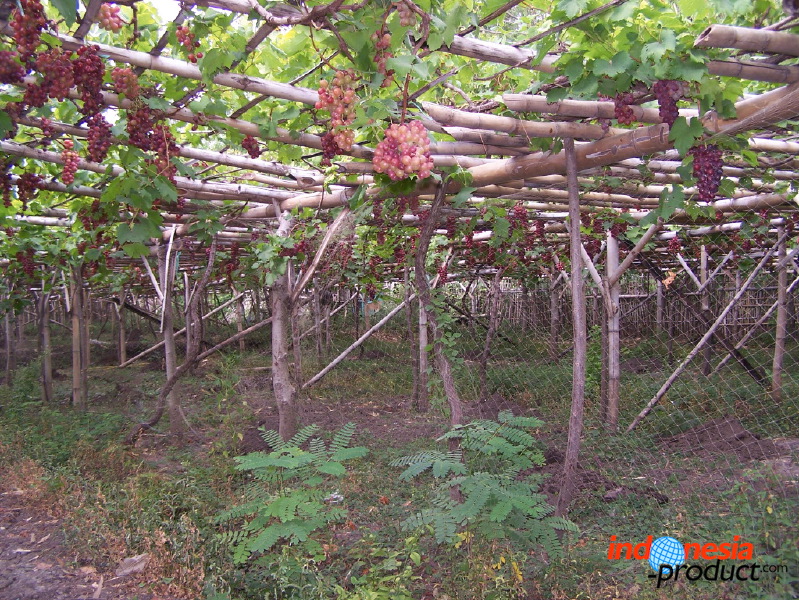 grape-plantation-pr_1f87912.jpg