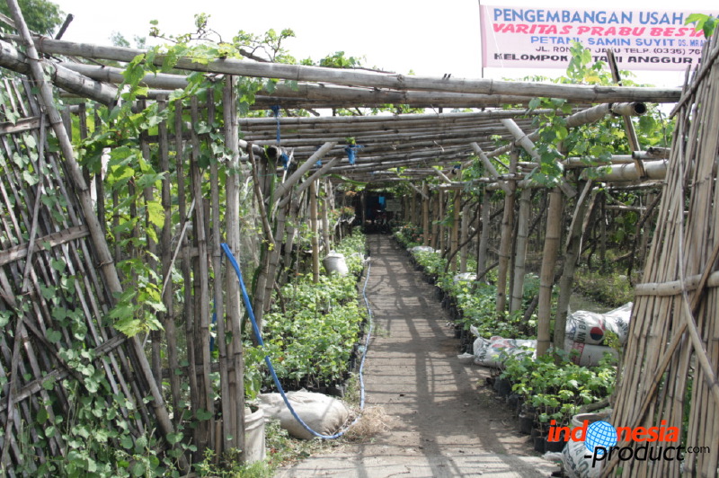 grape-plantation-pr_1f87924.jpg