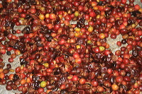 images/link/coffe-luwak.jpg