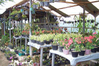 images/link/decorative-plant.jpg