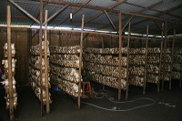 images/link/mushroom-village.jpg