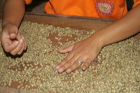 images/link/robusta-coffee.jpg