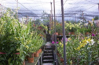 images/link/sien-orchid.jpg