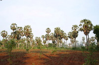 images/link/siwalan-tree.jpg