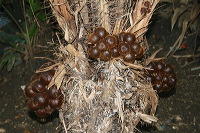 images/link/snake-fruit.jpg