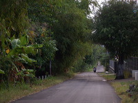 manggo-plantation-07