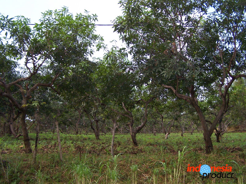 manggo-plantation-04.jpg