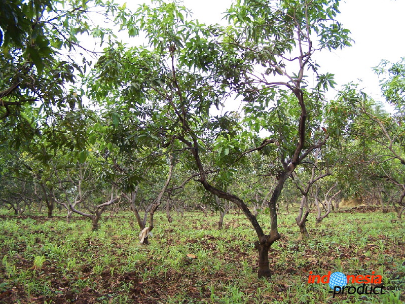 manggo-plantation-08.jpg