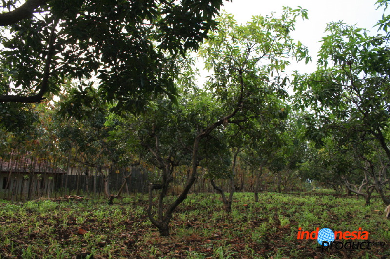 manggo-plantation-11.jpg