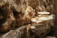 mushroom-village-07