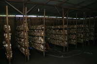 mushroom-village-08