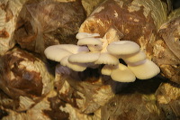 mushroom-village-10