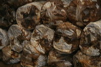 mushroom-village-12
