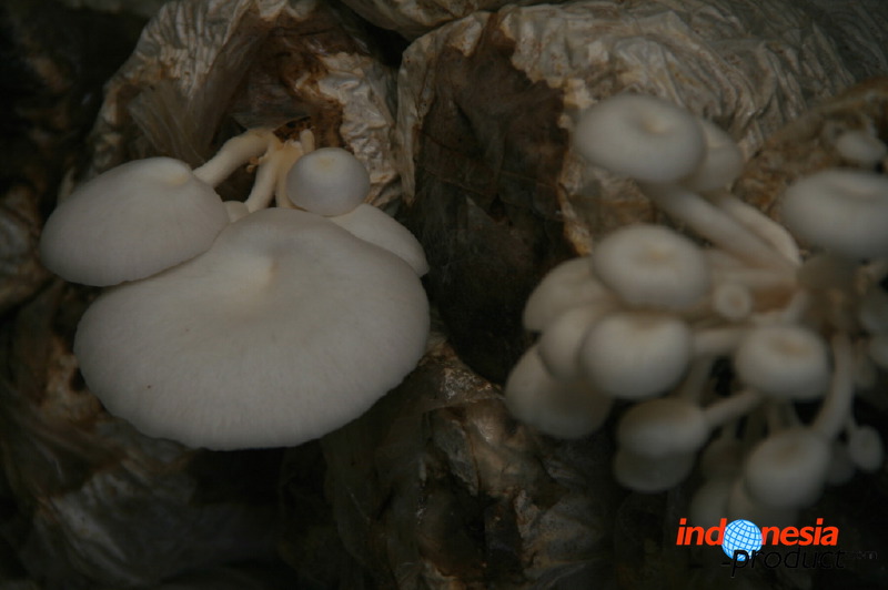 mushroom-village-05.jpg