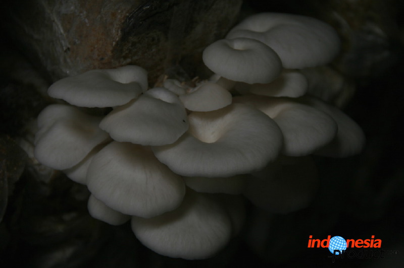 mushroom-village-16.jpg