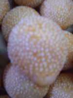 bo-liem-onde-onde-m_1f862a8