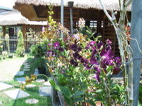 orchid-market-04