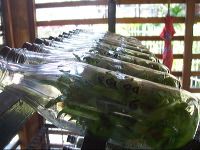 orchid-market-06