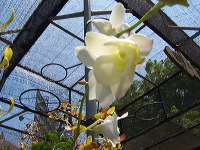orchid-market-07