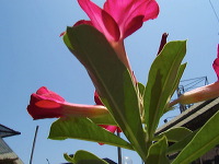 orchid-market-11